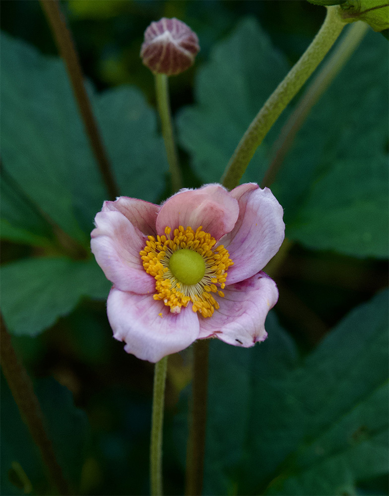 Anemone