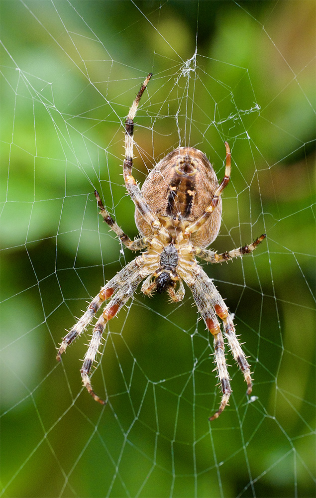 Araneus diadematus