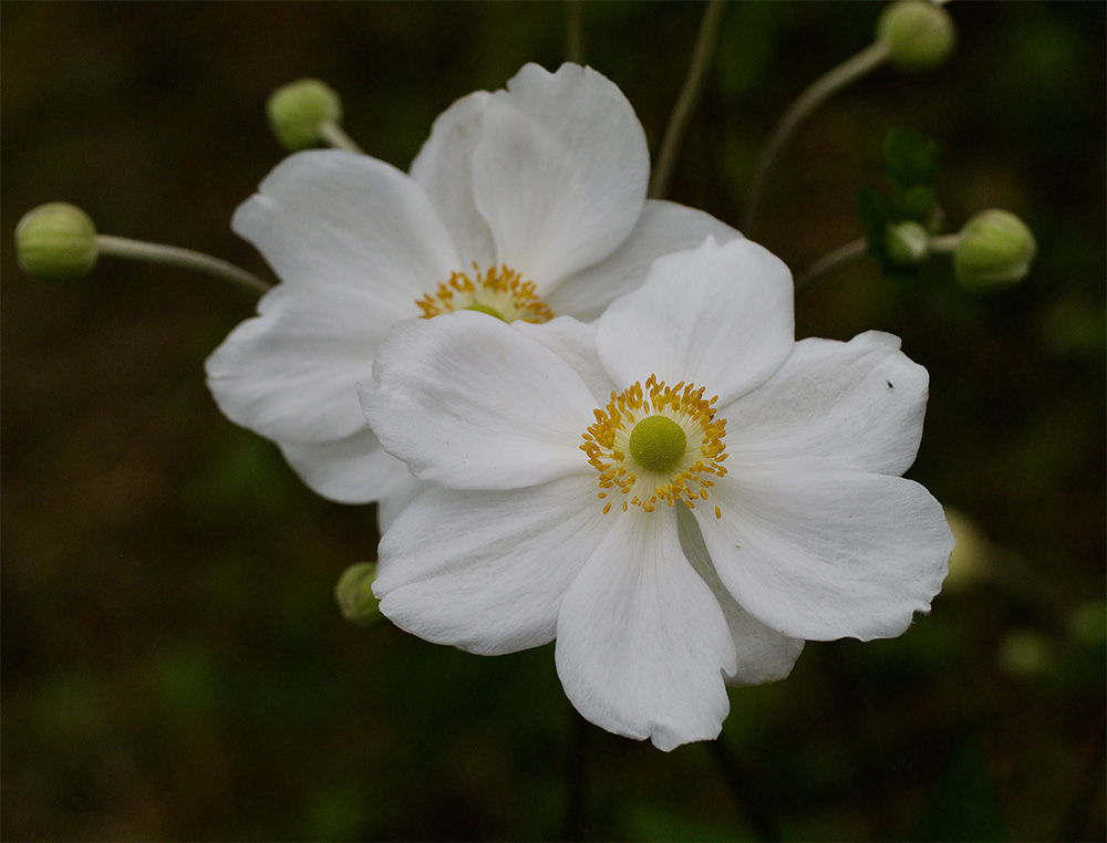 Anemone