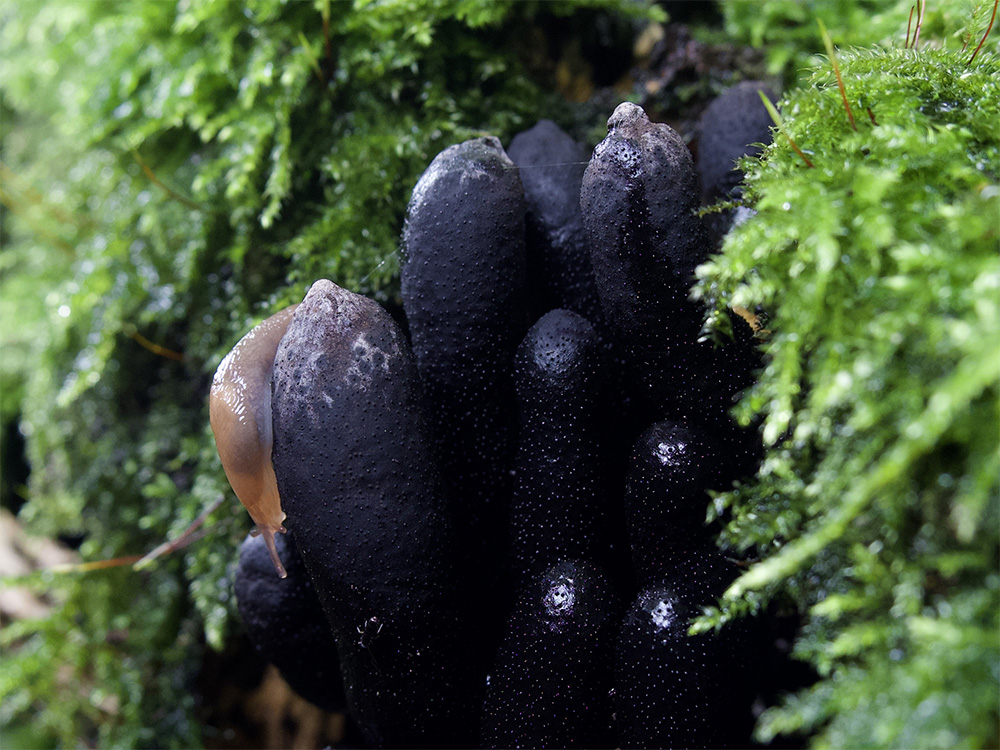 Deroceras invadens on Xylaria polymorpha