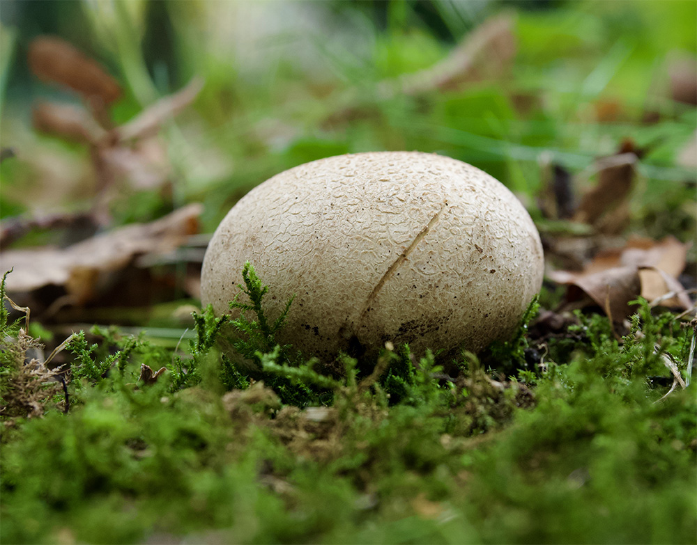 Scleroderma citrina