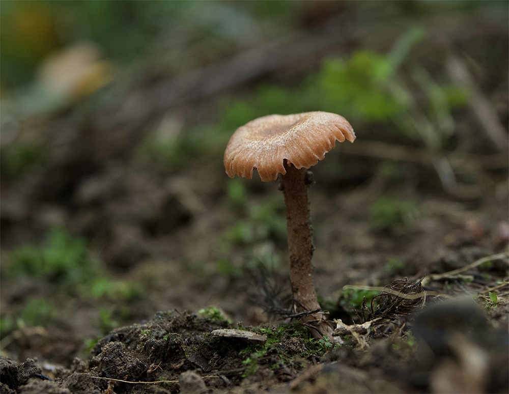 Laccaria laccata