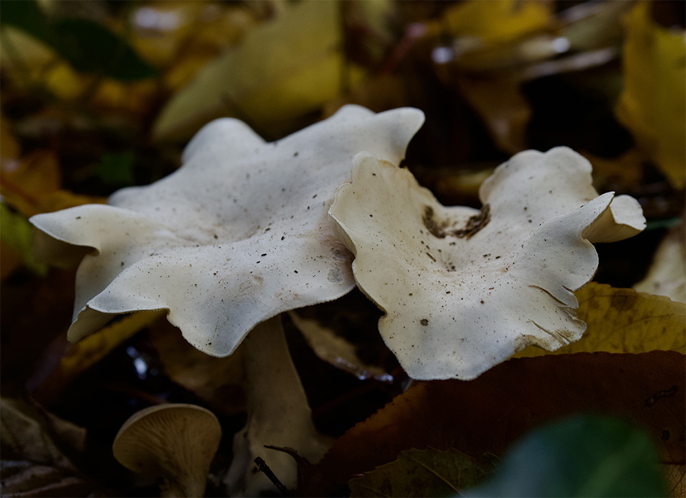 Clitopilus prunulus 