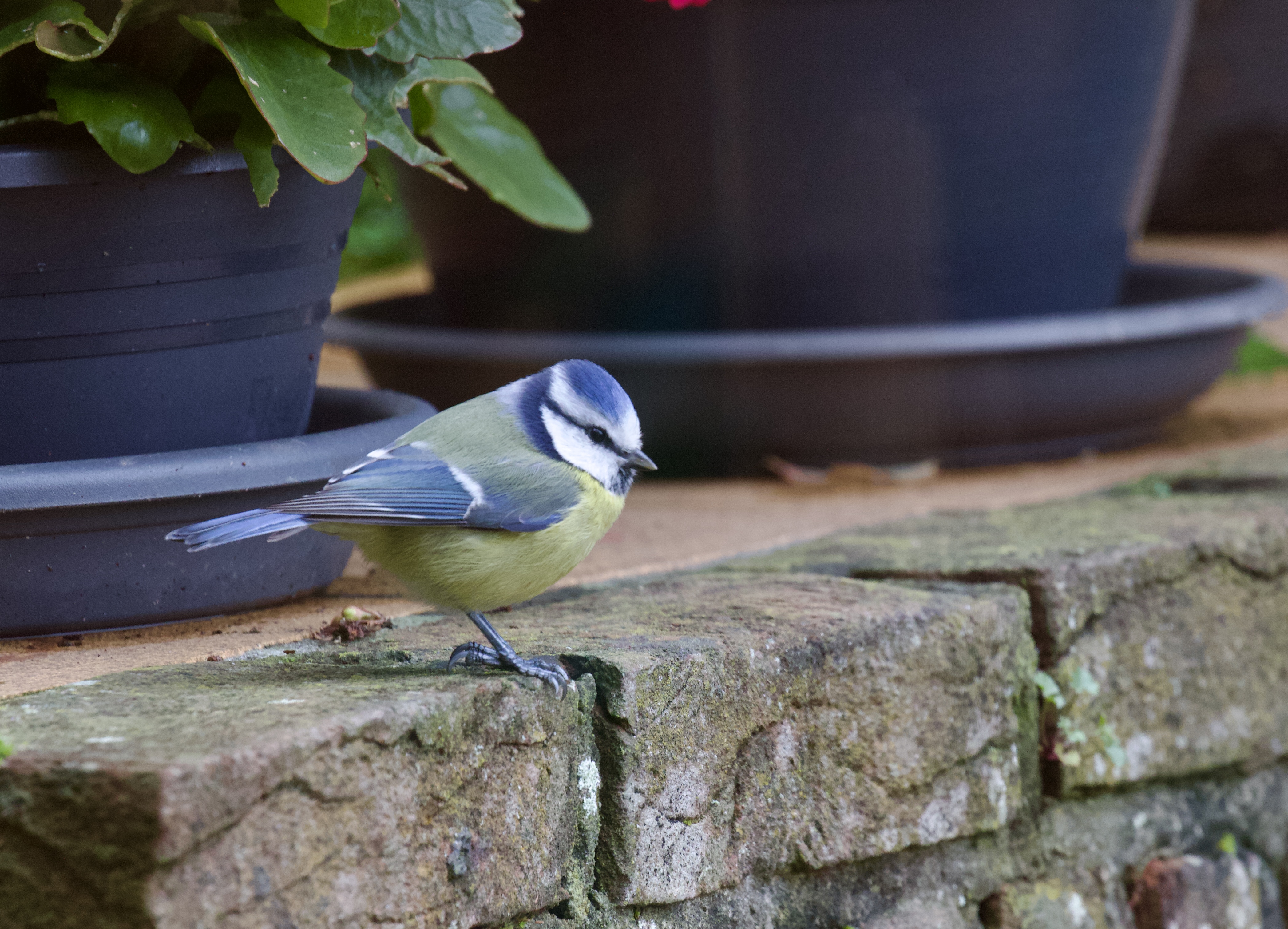 Blue Tit 