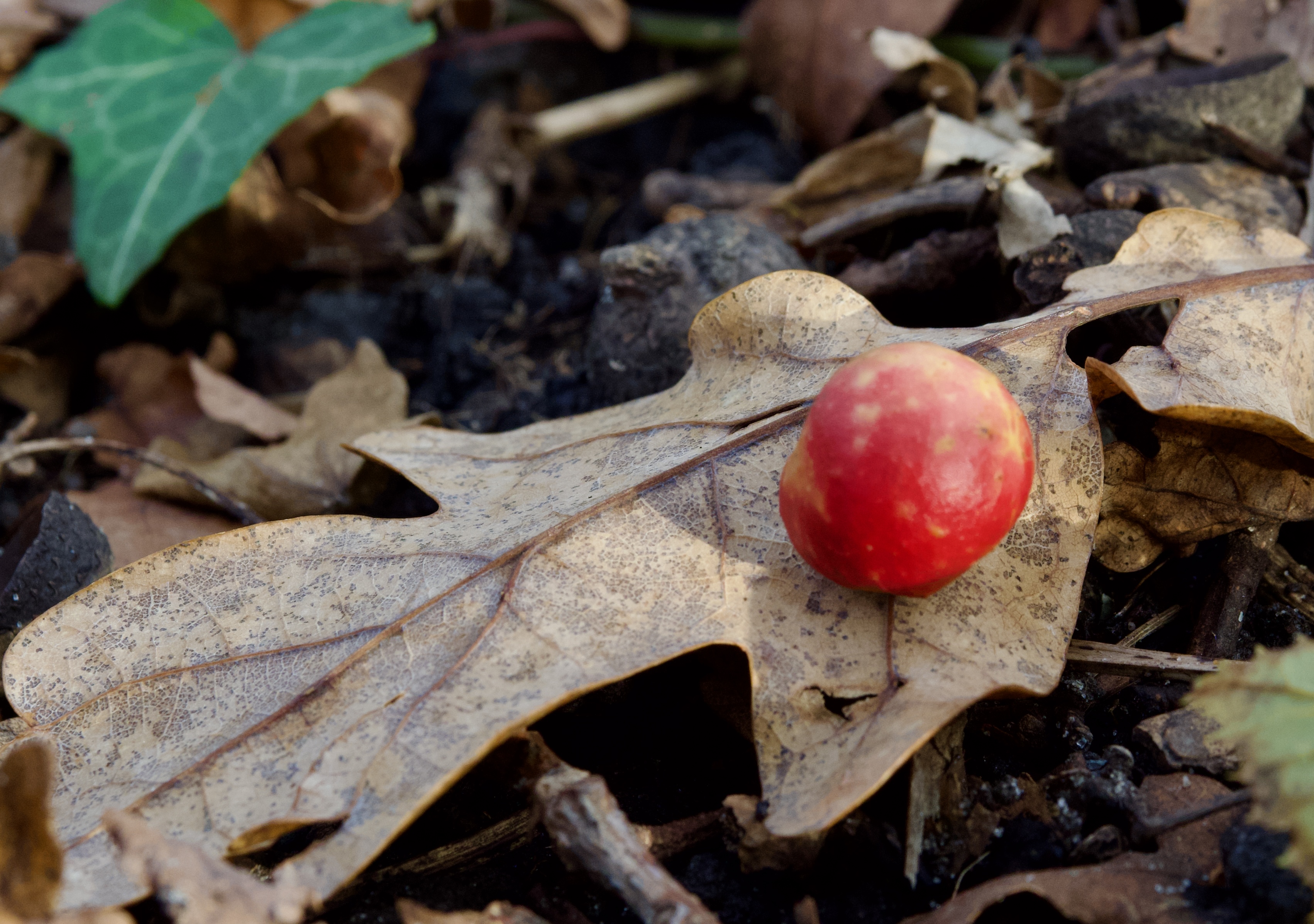 Oak apple