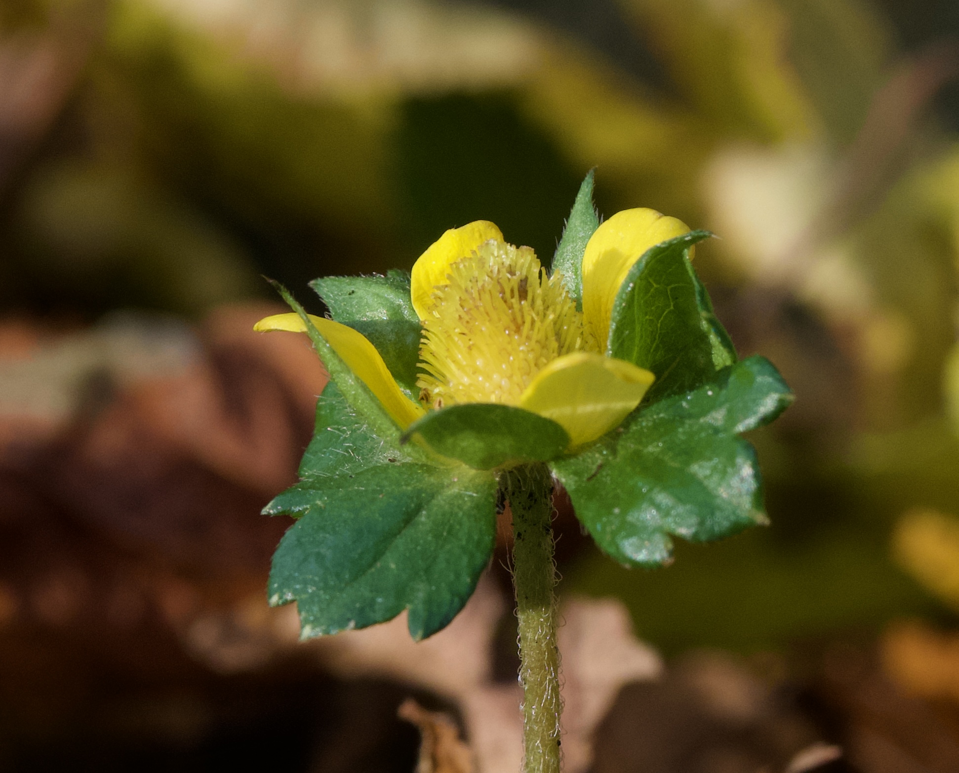 Potentilla indica 