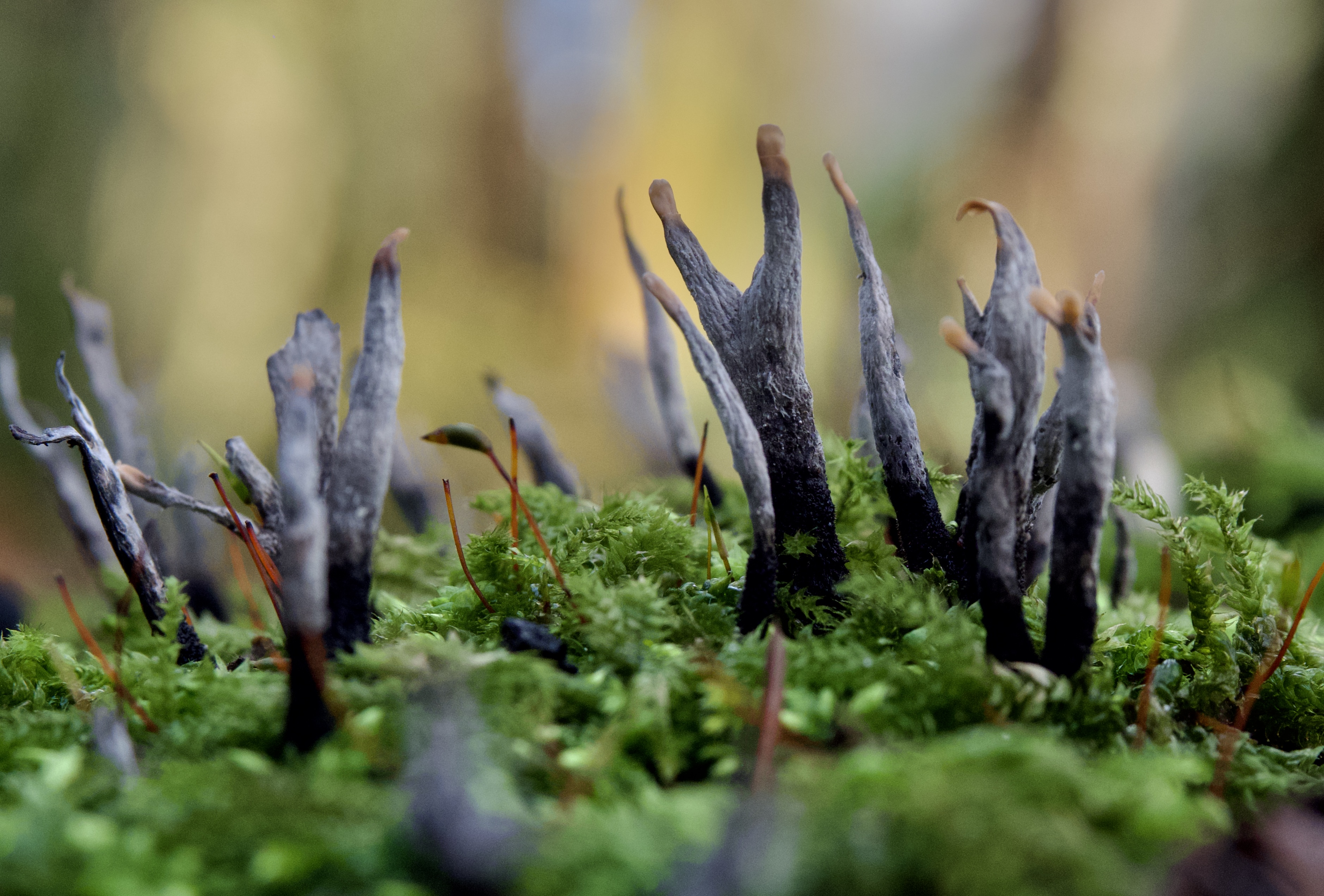 Xylaria hypoxylon 