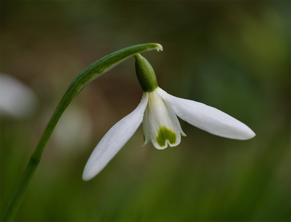 Galanthus nivalis 