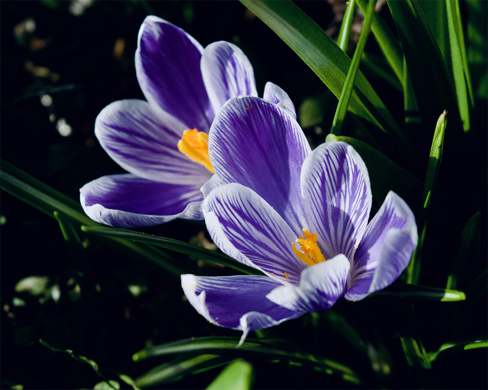 Crocus vernus