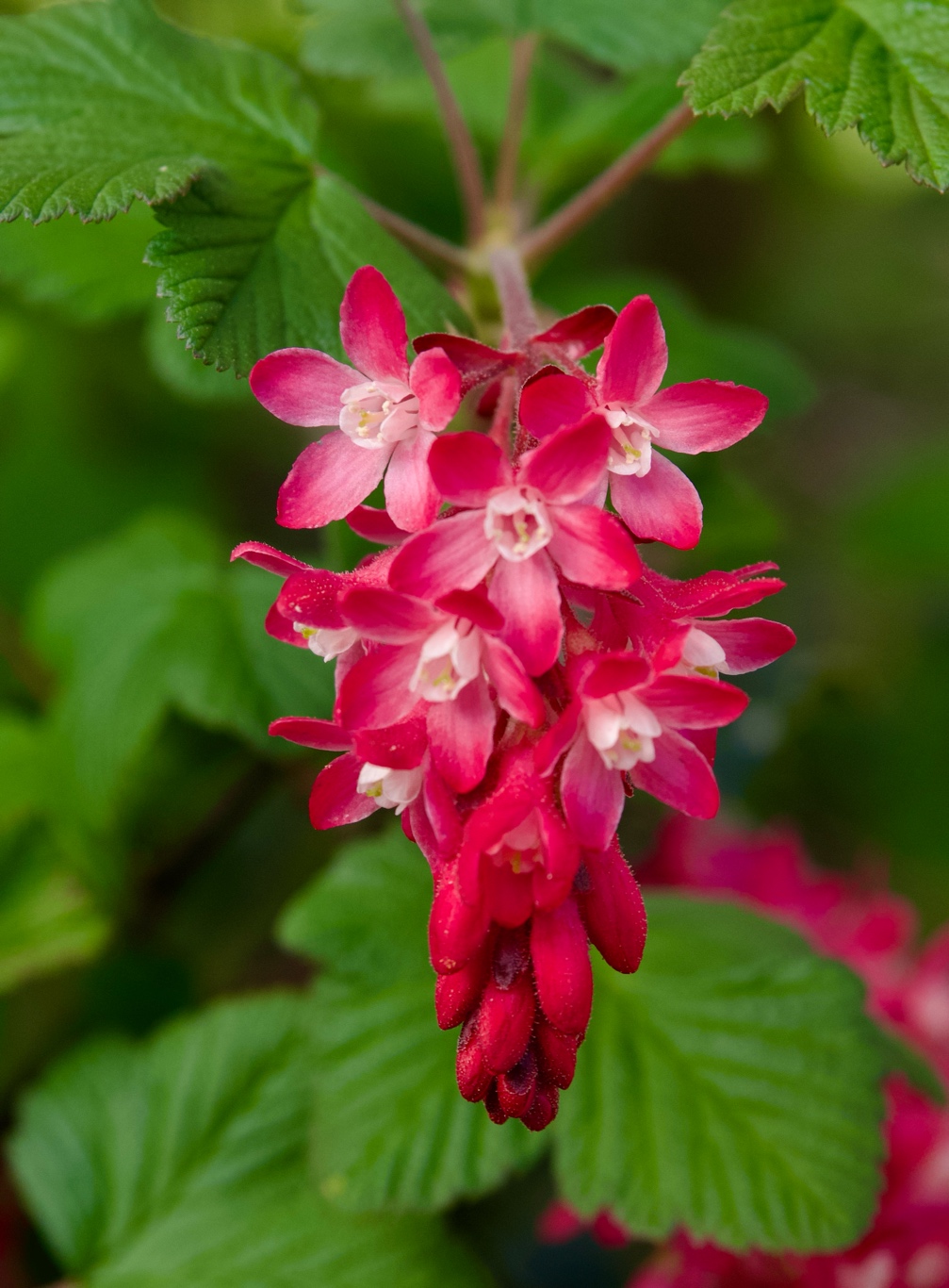 Ribes