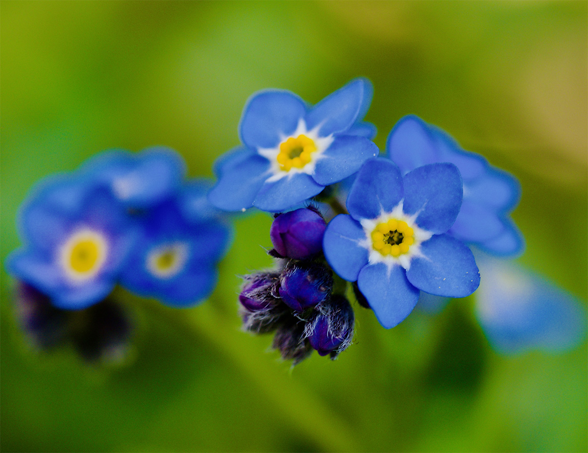 Myosotis sylvatica