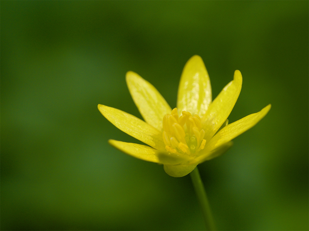 Ranunculus ficaria