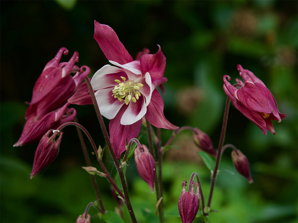 Aquilegia
