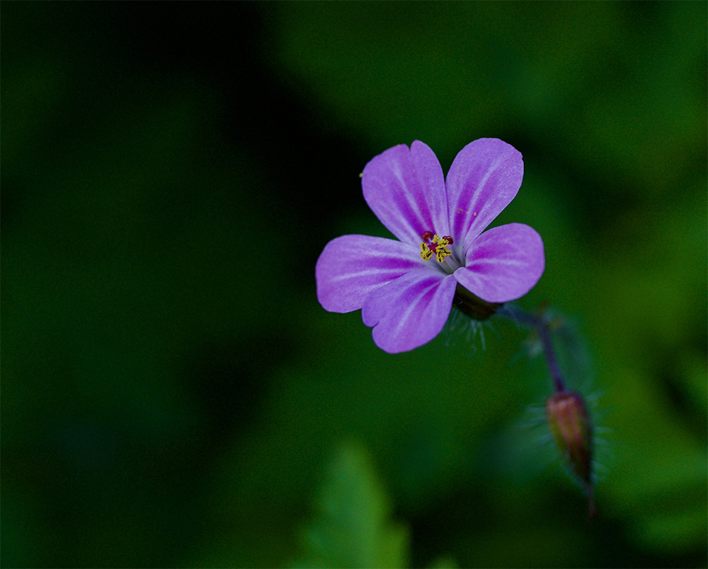 Geranium robertianum 