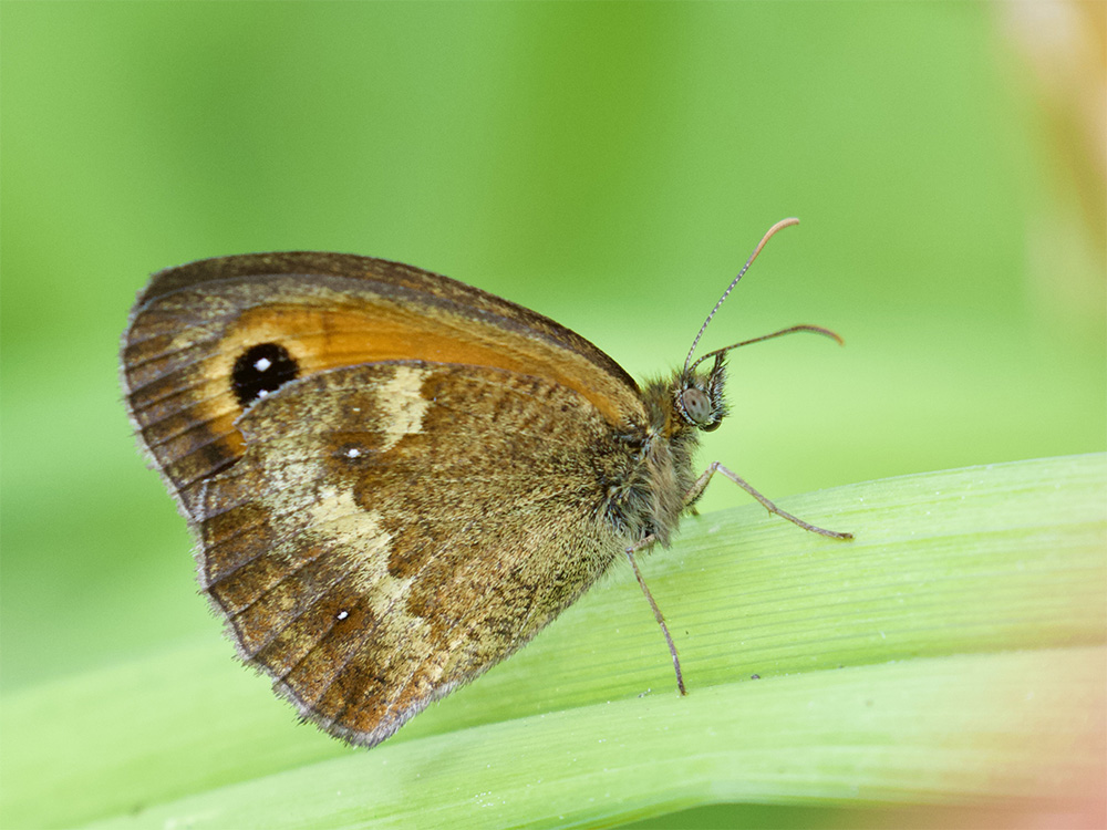Pyronia tithonus  