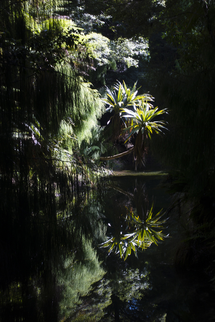 bush reflections