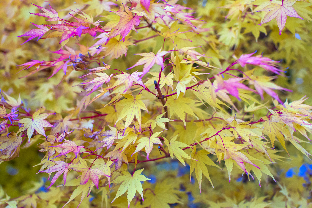 fall leaves