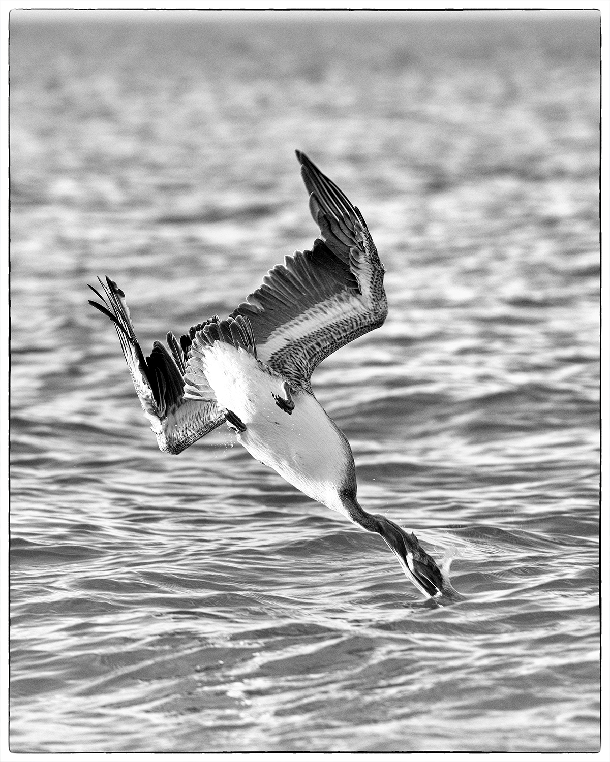 Brown Pelican