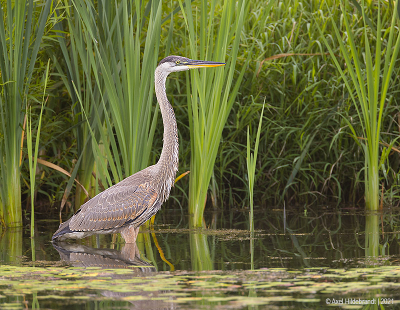 GreatBlueHeron70c6548.jpg