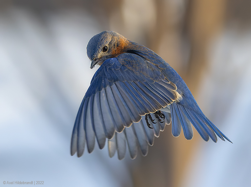 EasternBluebird13c1926.jpg