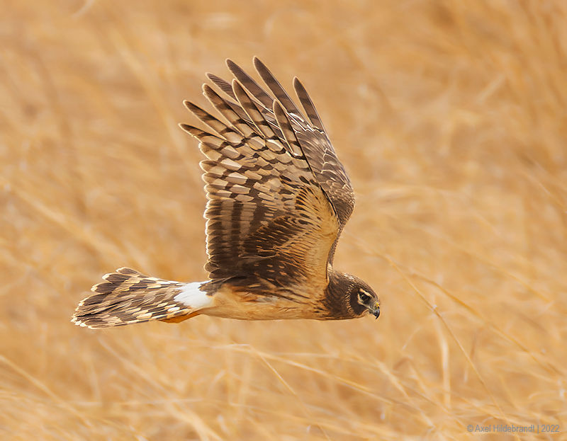 NorthernHarrier21c0961.jpg