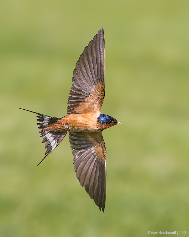 BarnSwallow57c3129.jpg