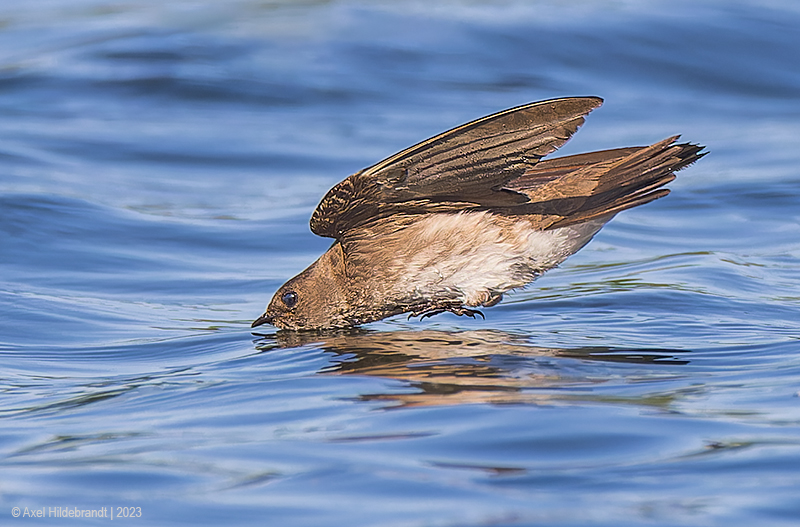 NorthernRough-wingedSwallow20c4376.jpg