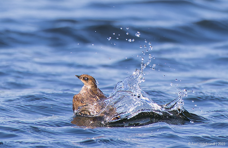 NorthernRough-wingedSwallow21c4169.jpg