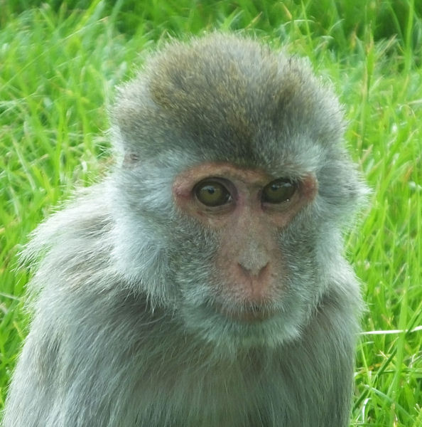  Rhesus Macaque 