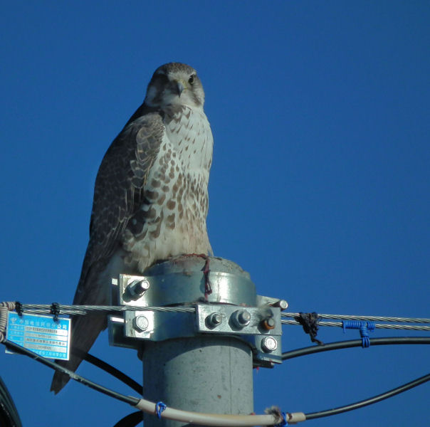  Saker Falcon 