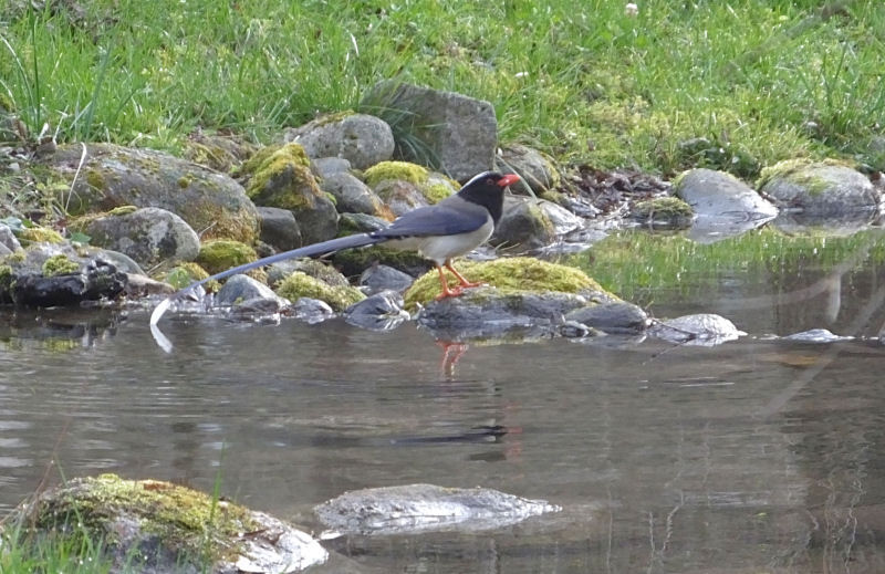  Red billed Magpie 