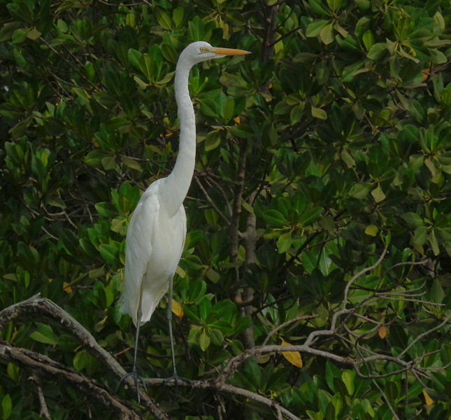  Great White Egret 