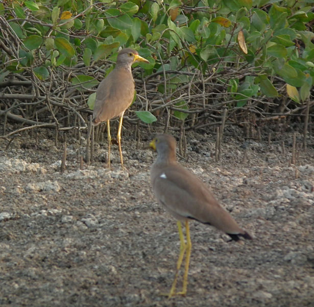   Wattled Lapwing or plover 