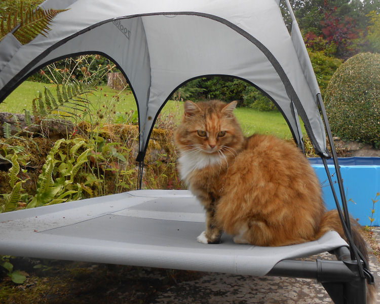  Biscuit, the cat, on her sunlounger 