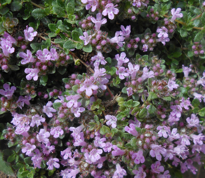 small cliff flowers