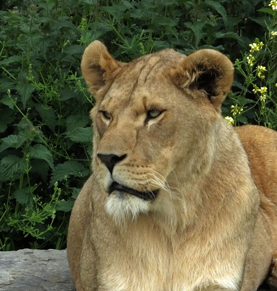  Lioness 