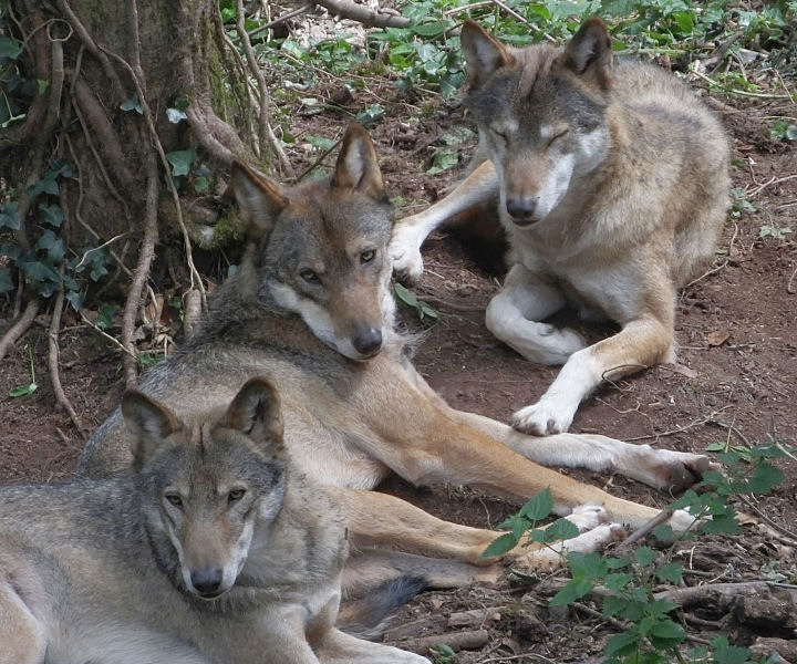  Wolves resting
