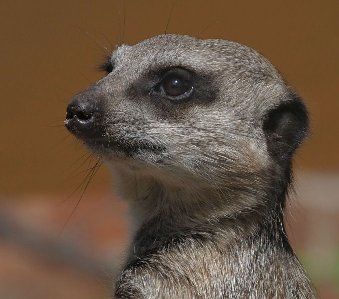 Meerkat profile 