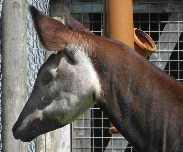  Okapi head 
