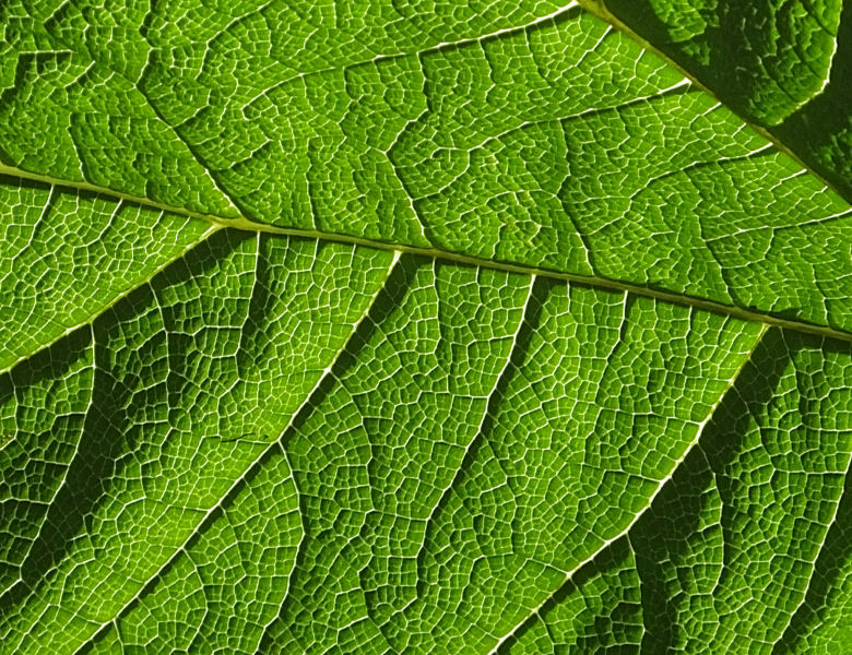 Leaf detail Plas Newydd