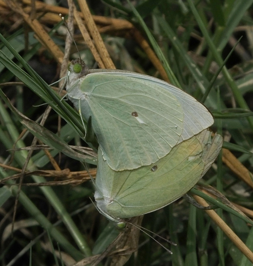 White butterflies mating 
