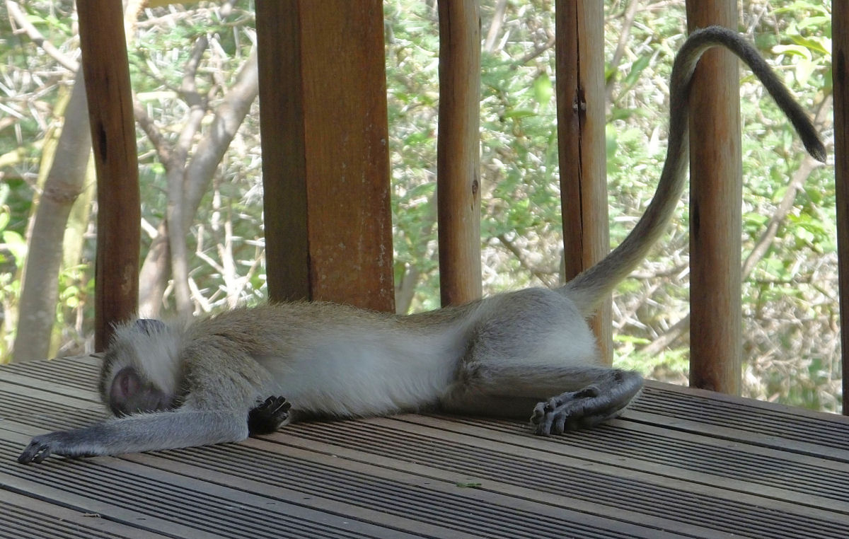 Black Faced Vervet monkey asleep on my balcony