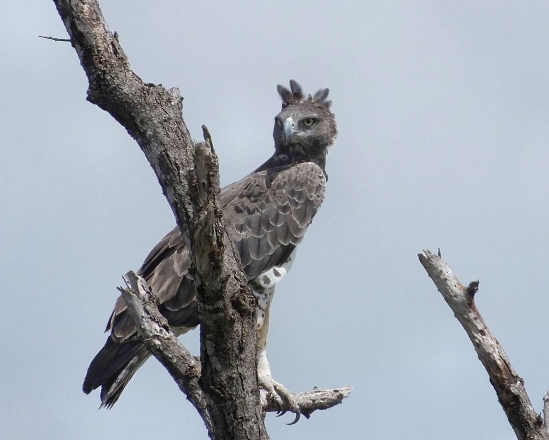 Martial Eagle
