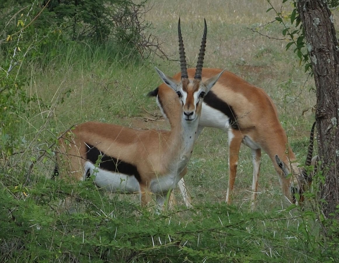 Thomsons Gazelles