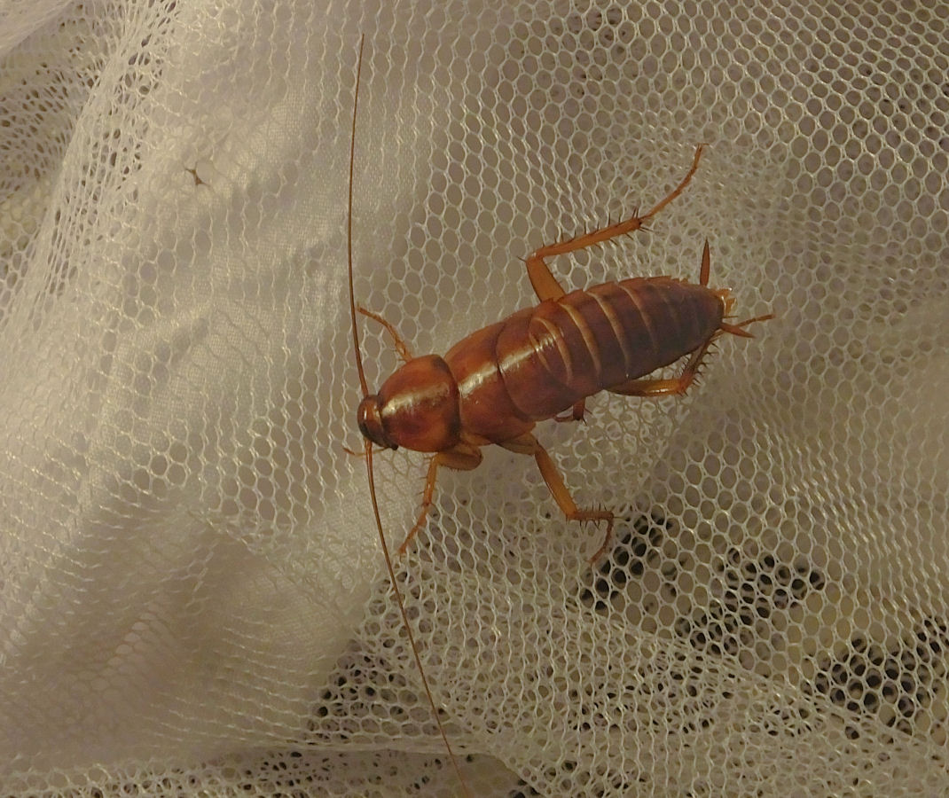 Beetle that crawled into my mosquito netting