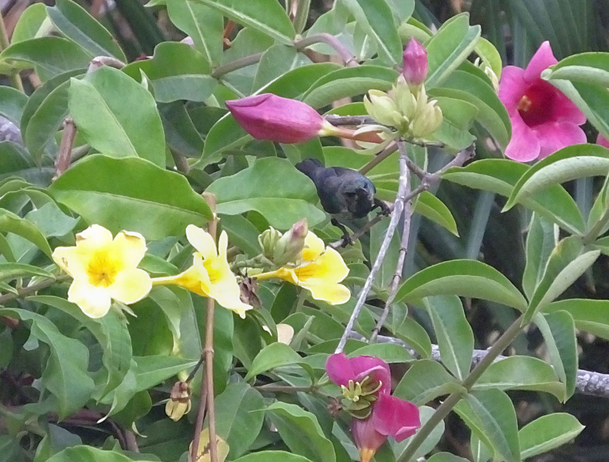  Variable Sunbird maybe and flowers by swimming pool