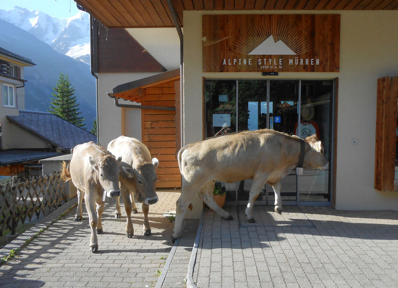 Cows looking for some Alpine Style Murren