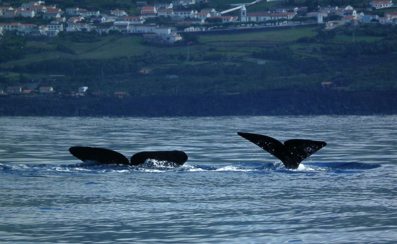 Synchronised diving_two Sperm Whales
