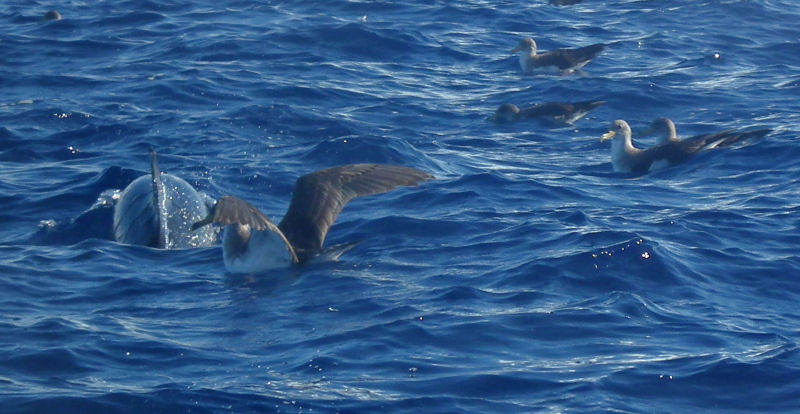 Spotted Dolphin and Corys Shearwaters