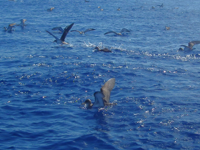 Corys Shearwaters